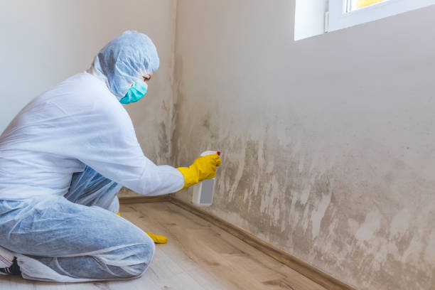 Licensed Mold Testing service in Leesburg, FL - WQB Mold Removal